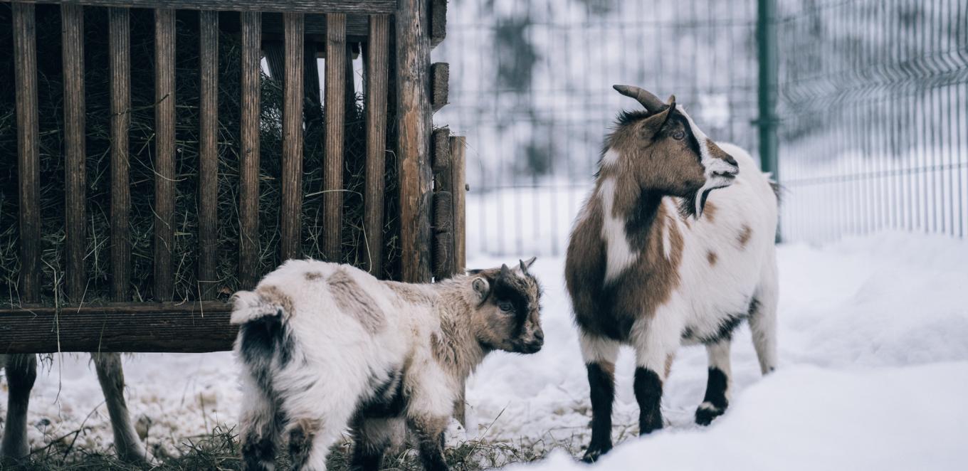 81_7766_web_kirchheimerhof_winter23_by_gert_perauer