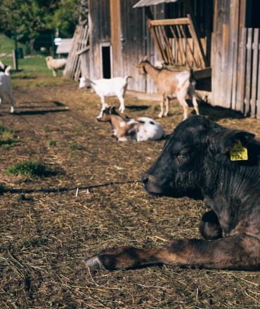 Der Kirchheimerhof Der Kirchheimerhof