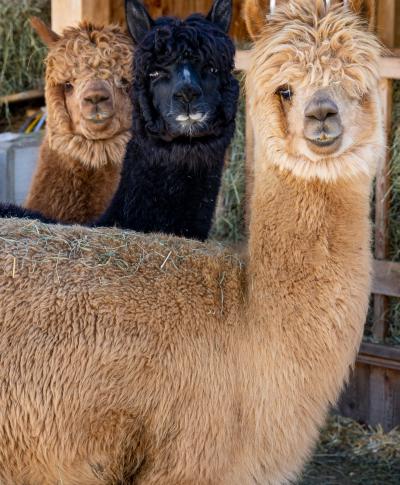 Kirchheimer Hof_366 2 Kirchheimer Hof_366 2