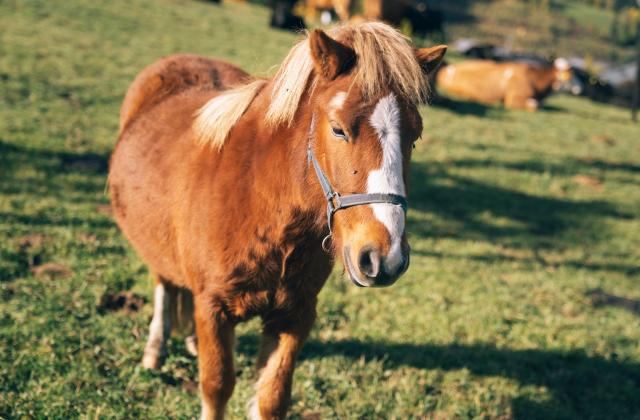 475-5539-HR_kirchheimerhof©gert_perauer 475-5539-HR_kirchheimerhof©gert_perauer