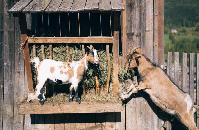 Der Kirchheimerhof Der Kirchheimerhof