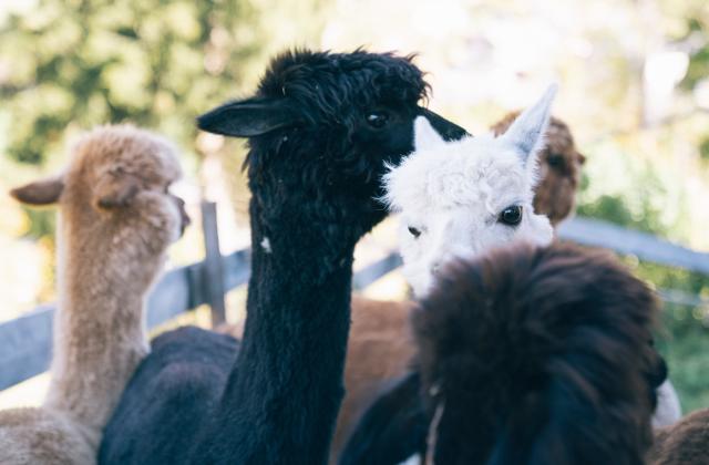 565-5940-HR_kirchheimerhof©gert_perauer 565-5940-HR_kirchheimerhof©gert_perauer